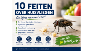 10 feiten over huisvliegen die bijna niemand kent